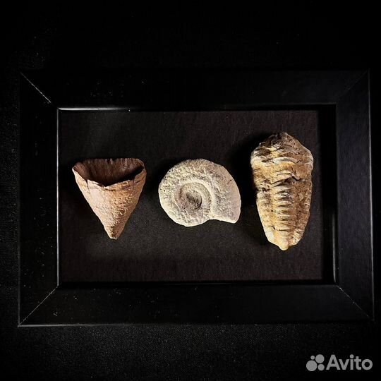 Панно с окаменелостями ископаемое палеонтология