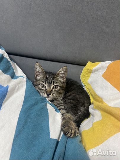 Котенок в добрые руки