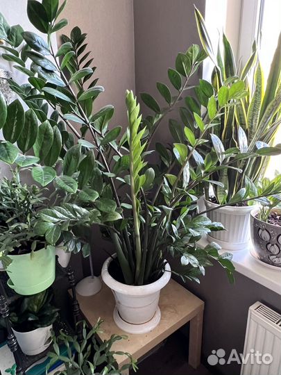 Замиокулькас 145 см от пола