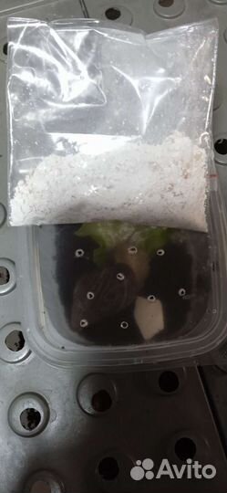 Улитки ахатины