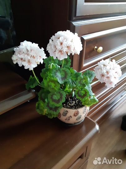 Пеларгония герань коллекция, коланхое