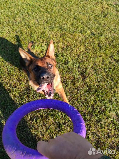 Дрессировка и воспитание собак. Кинолог