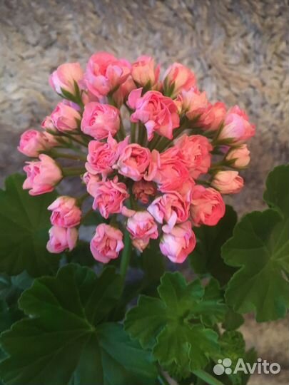 Герань пеларгония