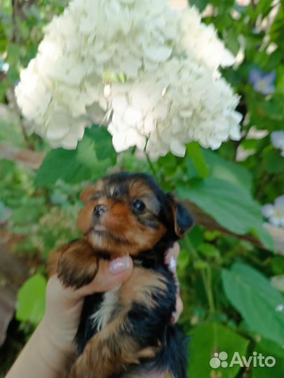 Собаки щенки йоркширский терьер