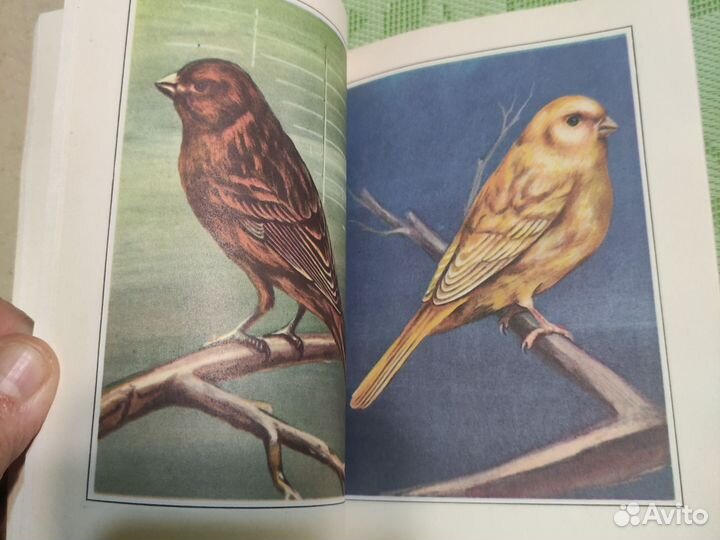 Певчие и декоративные канарейки