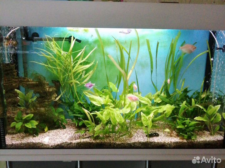 Аквариум 250л