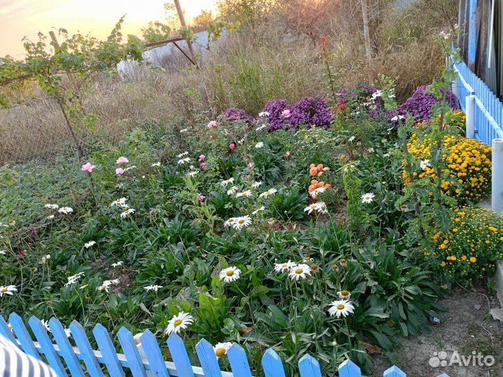 Цветы ромашки