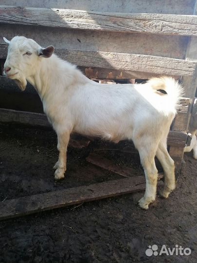 Продаются козлы на племя и козочки