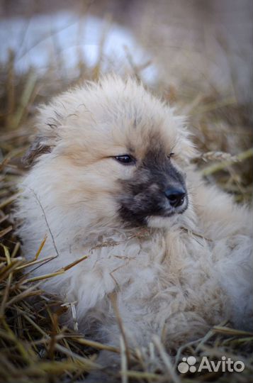 Щенок в добрые руки бесплатно