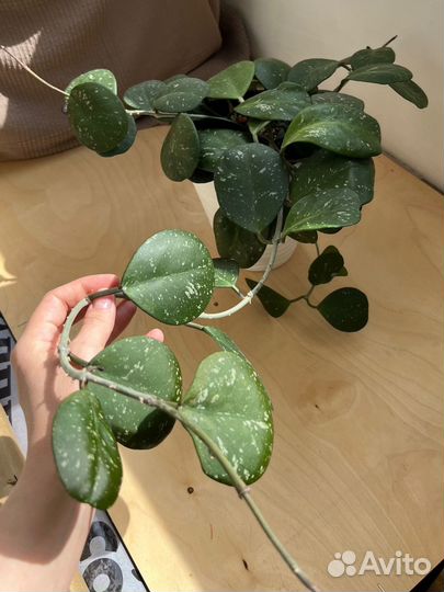 Хойи сортовые