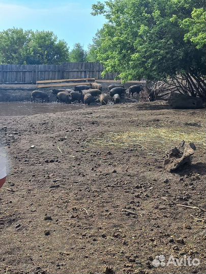 Продам мясо свинина(домашнее)