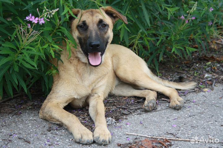 Собака на охрану дома Динка