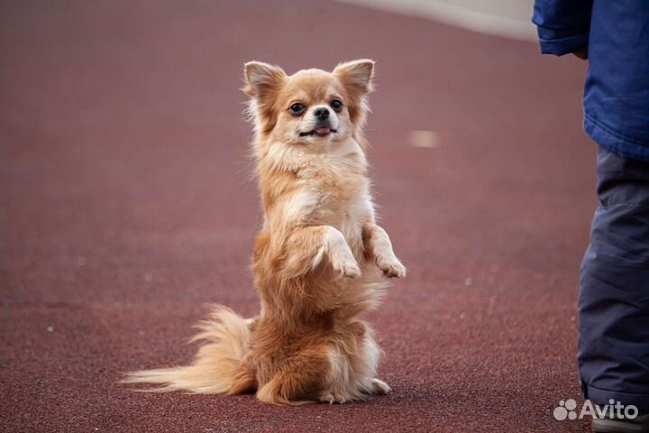 Кобели вязка чихуахуа