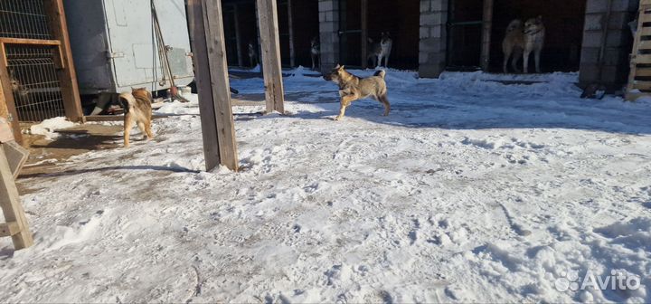 Щенки западно сибирской лайки