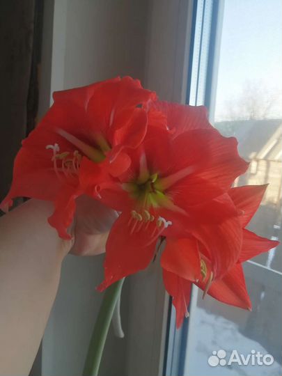 Луковицы амариллиса