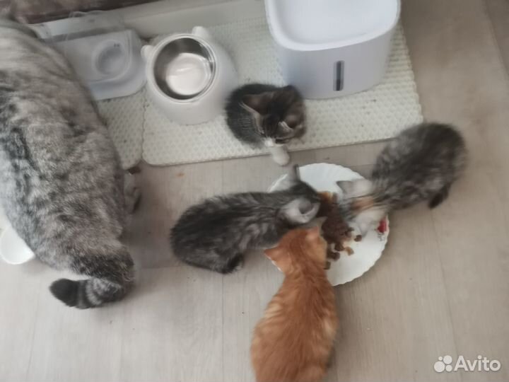 Котята самые лучшие в мире)