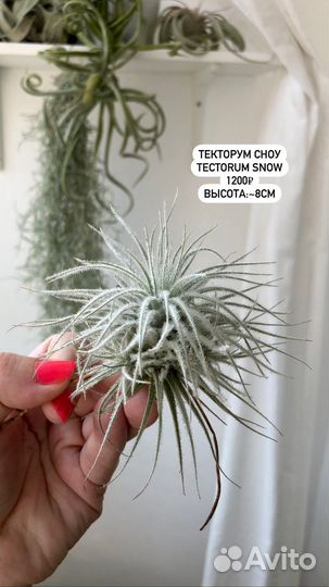 Растения без грунта,воздушные растения,тилландсии