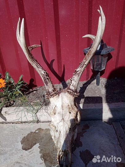 Рога косули