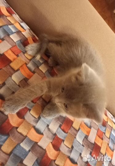 Кошка (помесь русской голубой)