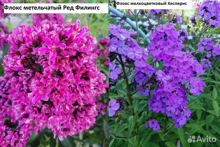 Флоксы метельчатые разных сортов. Часть VI