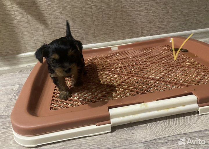 Йоркширский терьер девочка