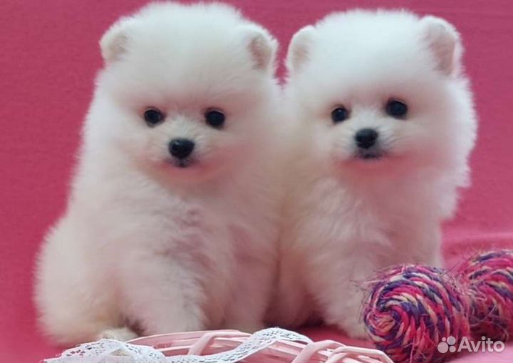 Мишки- померашки