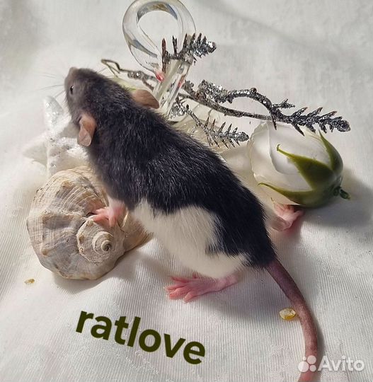 Крысята дамбо редкие девчонки от ratlove