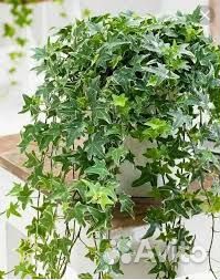 Плющ комнатный