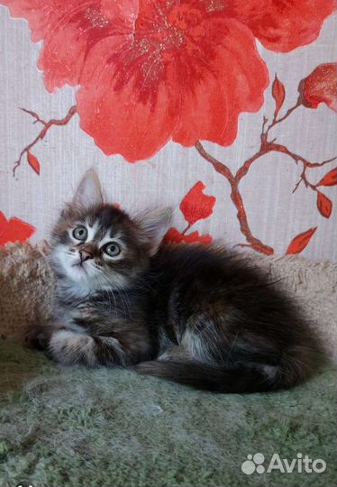 Кошечка красавица