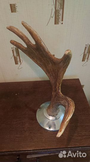 Продаю рога лося