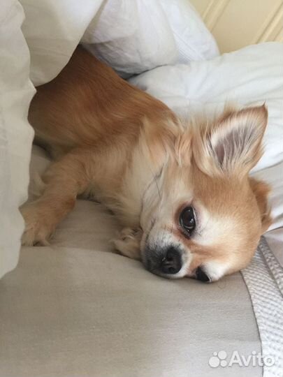 Отдам щенка Чихуахуа