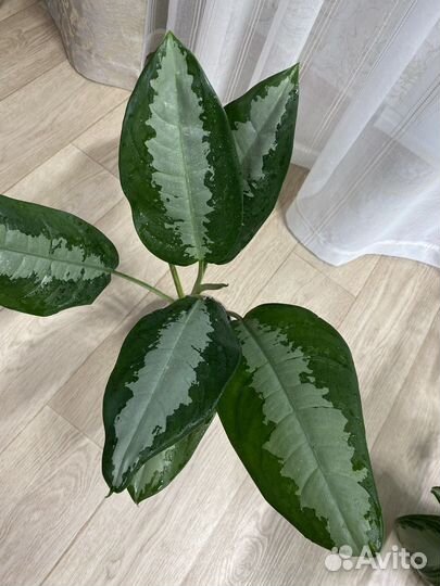 Аглаонема Паттая бьюти