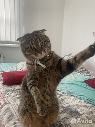Кошка метис шотландская