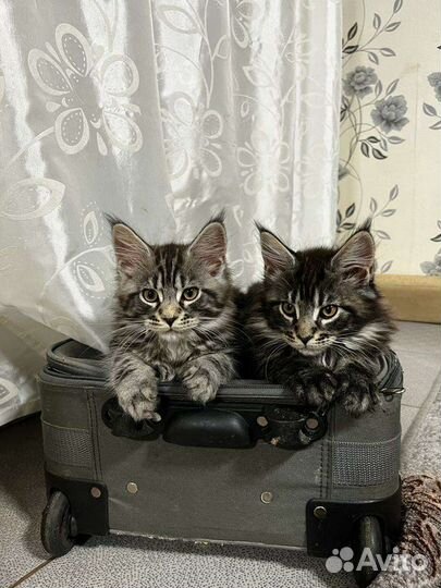 Мейн-кун котёнок- шикарная кошечка