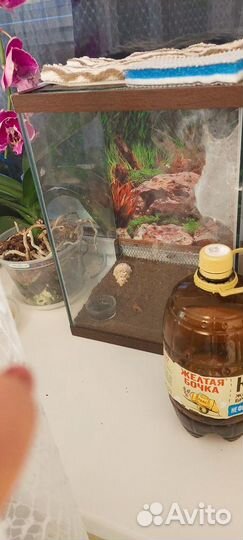 Паук птицеед