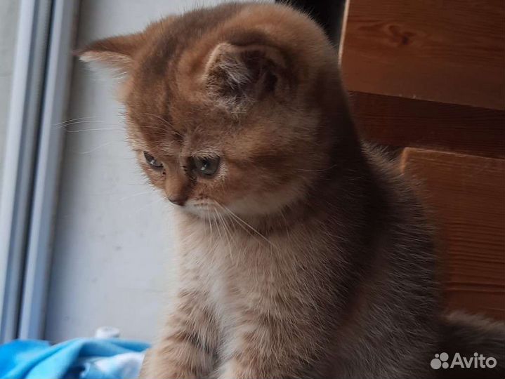 Британская кошка
