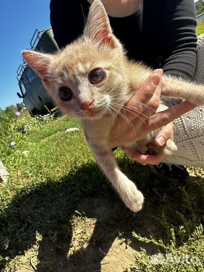 Котенок в добрые руки