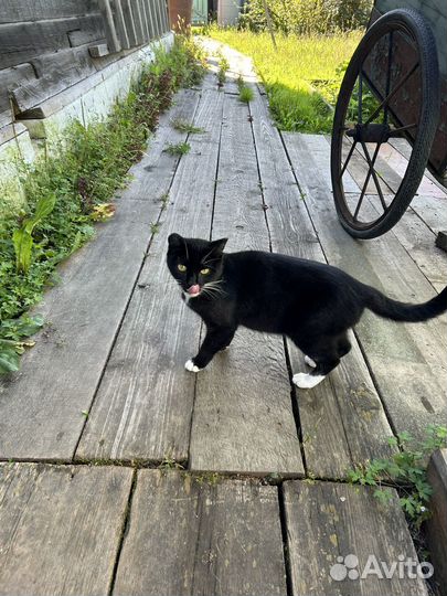 Кошка в дар