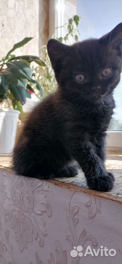 Британские котята