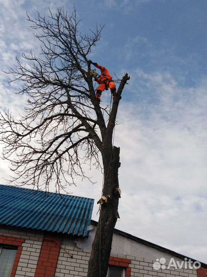 Профессиональный Спил деревьев, расчистка участков