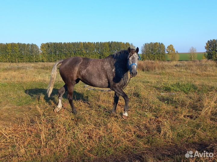 Кобыла орловская