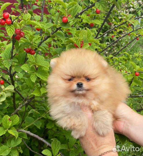 Щенки померанского шпица