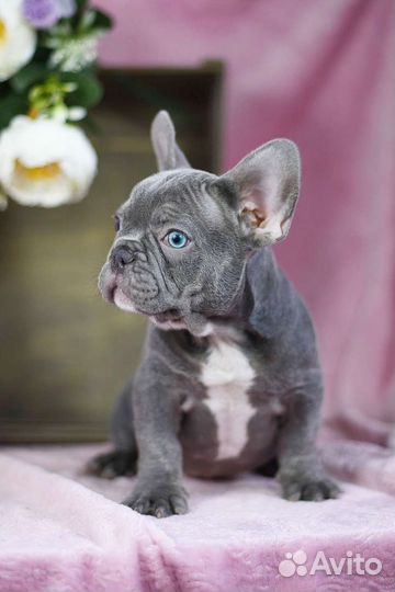 Цветные щенки французского бульдога