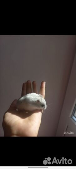 Джунгарский хомяк