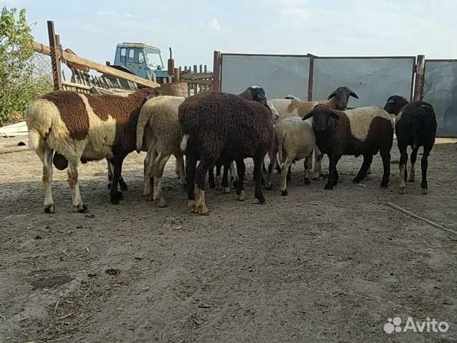 Овцы бараны ягнята