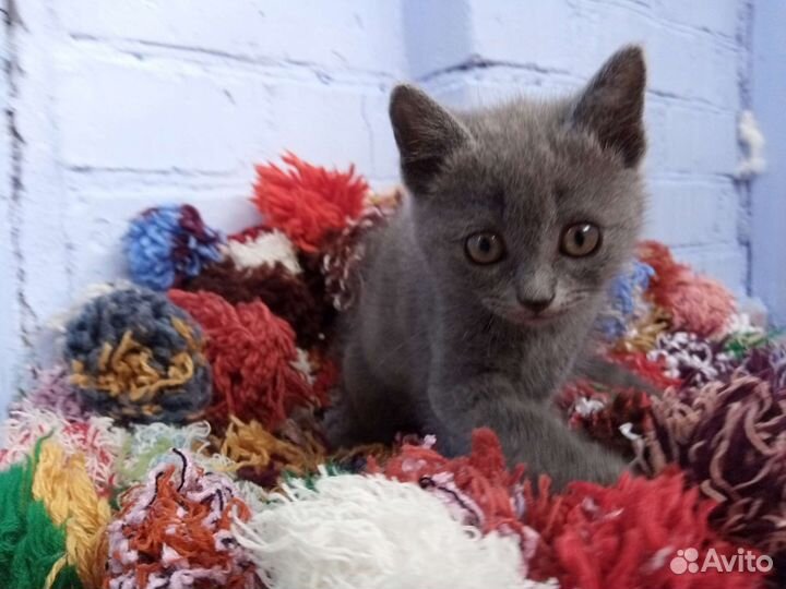 Котëнок