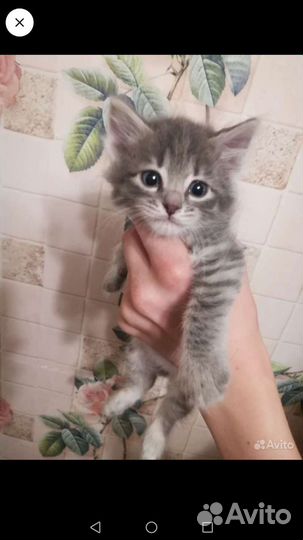 Котята в добрые руки