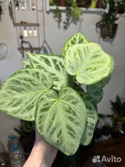 Антуриум сильвер блаш