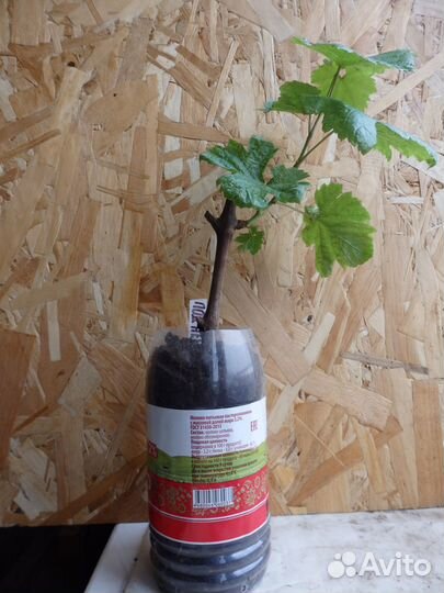 Саженцы винограда