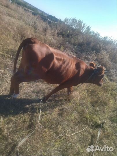 Корова первотелка